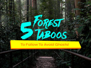 5 Forest Taboos Article Cover Image